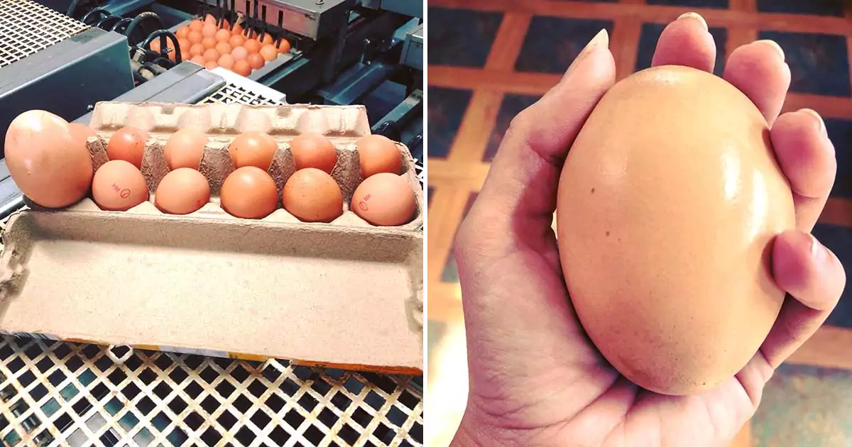 Close-up van het geopende gigantische ei waarbinnen een kleiner, perfect gevormd ei zichtbaar is.